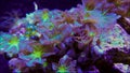 Clove Polyp Soft Coral Polyps Swaying