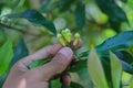 Clove tree with aromatic flower buds in bloom growing in Sukabumi, West Java, Indonesia.