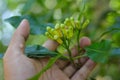 Clove tree with aromatic flower buds in bloom growing in Sukabumi, West Java, Indonesia.