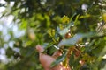 Clove tree with aromatic flower buds in bloom growing in Sukabumi, West Java, Indonesia.