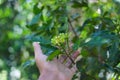 Clove tree with aromatic flower buds in bloom growing in Sukabumi, West Java, Indonesia.