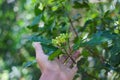 Clove tree with aromatic flower buds in bloom growing in Sukabumi, West Java, Indonesia.