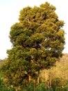 The clove tree