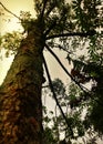 This clove tree is less productive, it can be seen from the thick bark of the tree