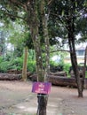 Clove tree in Spice Garden in Munnar, Kerala, India