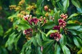 Clove tree with spicy raw flowers and sticks