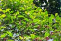 Clove tree Syzygium aromaticum with aromatic flower buds in bloom growing in spice farm in Zanzibar, Tanzania