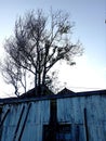 Clove trees wither in the dry season behind damaged houses