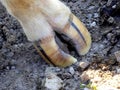 Cloven hoof of a dairy cow Royalty Free Stock Photo