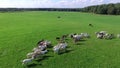 Cloven-hoofed domestic animals grazing in a meadow in Sunny summer day