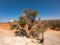 Cloven-hoofed goats climbed on an argan tree Argania spinosa on a way to Essaouira, Morocco, North Africa Royalty Free Stock Photo