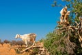 Cloven-hoofed goats climbed on an argan tree Argania spinosa on a way to Essaouira, Morocco, North Africa Royalty Free Stock Photo