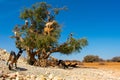 Cloven-hoofed goats climbed on an argan tree Argania spinosa on a way to Essaouira, Morocco, North Africa Royalty Free Stock Photo