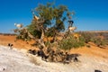 Cloven-hoofed goats climbed on an argan tree Argania spinosa on a way to Essaouira, Morocco, North Africa Royalty Free Stock Photo