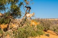 Cloven-hoofed goats climbed on an argan tree Argania spinosa on a way to Essaouira, Morocco, North Africa Royalty Free Stock Photo