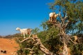 Cloven-hoofed goats climbed on an argan tree Argania spinosa on a way to Essaouira, Morocco, North Africa Royalty Free Stock Photo