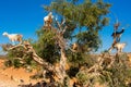 Cloven-hoofed goats climbed on an argan tree Argania spinosa on a way to Essaouira, Morocco, North Africa Royalty Free Stock Photo