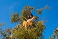 Cloven-hoofed goats climbed on an argan tree Argania spinosa on a way to Essaouira, Morocco, North Africa Royalty Free Stock Photo