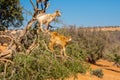 Cloven-hoofed goats climbed on an argan tree Argania spinosa on a way to Essaouira, Morocco, North Africa Royalty Free Stock Photo