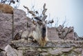 Turkmenian screw-horned goat Turkmenian markhor. Royalty Free Stock Photo