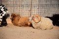 Clovenfooted family basking in the sun Royalty Free Stock Photo