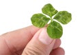 Clover Royalty Free Stock Photo