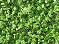 Clover Royalty Free Stock Photo