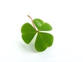 Clover Royalty Free Stock Photo