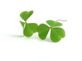 Clover Royalty Free Stock Photo