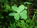 Clover Royalty Free Stock Photo