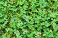 Clover Royalty Free Stock Photo
