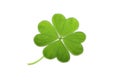 Clover Royalty Free Stock Photo