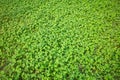 Clover background Royalty Free Stock Photo