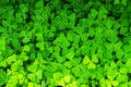 Clover background, bright green botanical texture