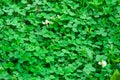 Clover background