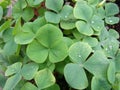 Clover background with raindrops