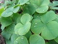 Clover background with raindrops