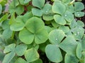 Clover background with raindrops