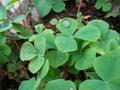 Clover background with raindrops