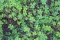 Clover Backgrounds