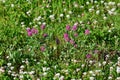 Clover blooms with white and pink flowers. wild meadow Royalty Free Stock Photo