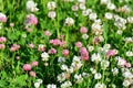 Clover blooms with white and pink flowers. wild meadow Royalty Free Stock Photo