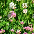 Clover blooms with white and pink flowers. wild meadow Royalty Free Stock Photo