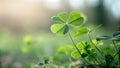 Clover with blurred background with space for text. concept St.Patrick \'s Day Royalty Free Stock Photo