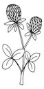 Clover botanical illustration. Natural plant. Herb sketch