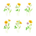 Clover and calendula flowers set. Blooming meadow plants. Medical, homeopathic herbs vector illustration Royalty Free Stock Photo