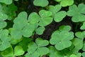 Clover Carpet (oxalis)