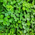 Clover. clover with raindrops. green background. green clover background.