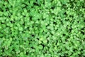 Clover Cloverfield Grass Trifolium Faboideae Fabaceae Stock Photo