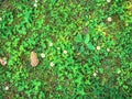 Clover and daisies on the lawn texture. Wild plants. Not a seamless texture. Top view. Royalty Free Stock Photo